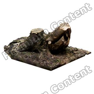 Stump Tree RAW 3D Scan